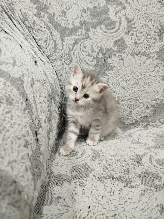 Котята шотландские