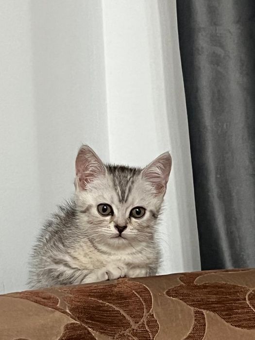 Британский котенки