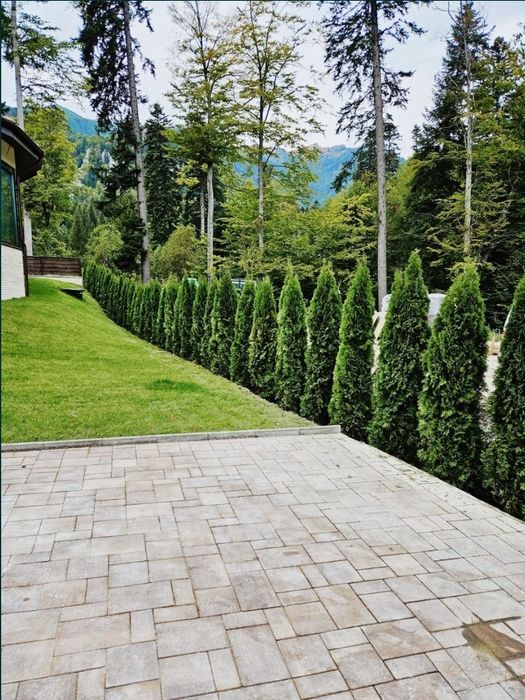 Plante Mesteacăn Tei leylandii laur englezesc