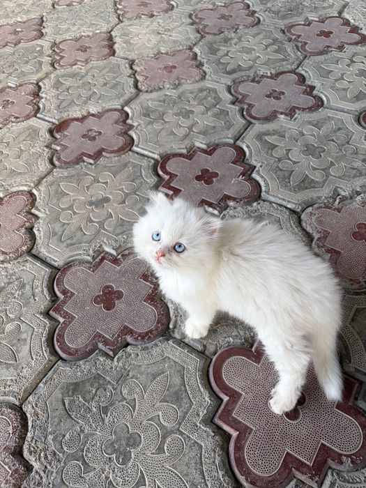 Мушукчала сотилади