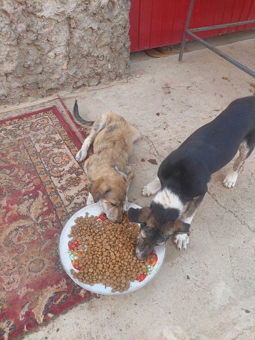 Отдадим 2-х щеночков