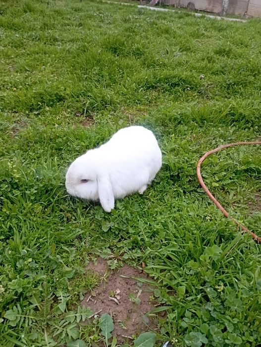 Карлик баран самец