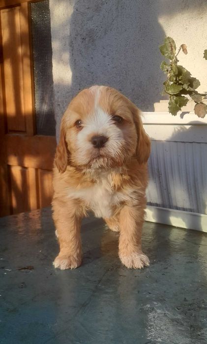 Кокер х Лагото - кученца