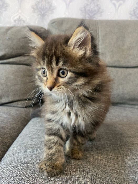 Котята помесь с мейн куном