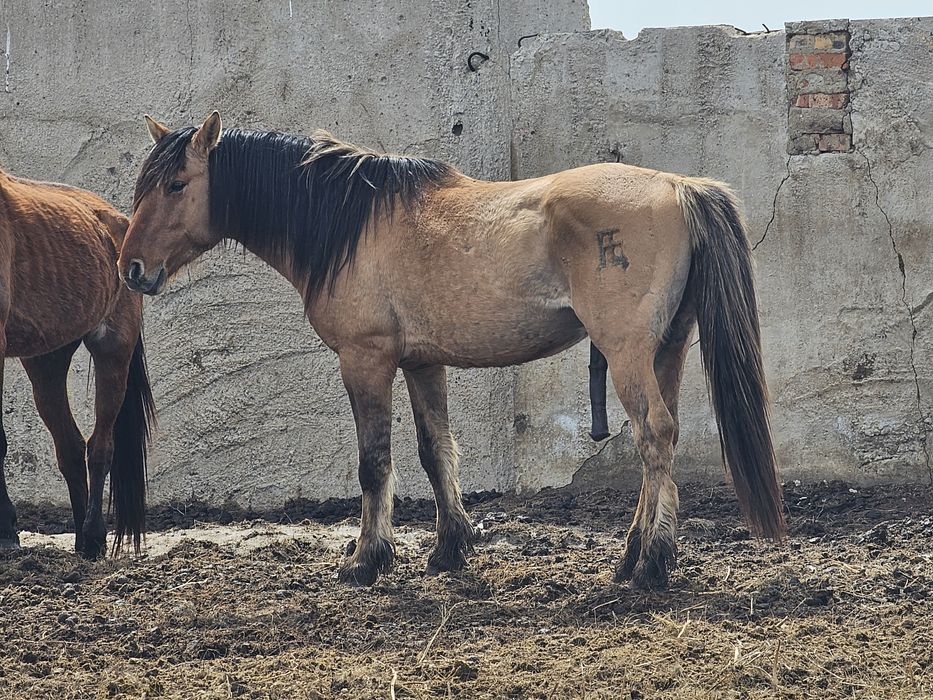 Продам жеребца айғыр