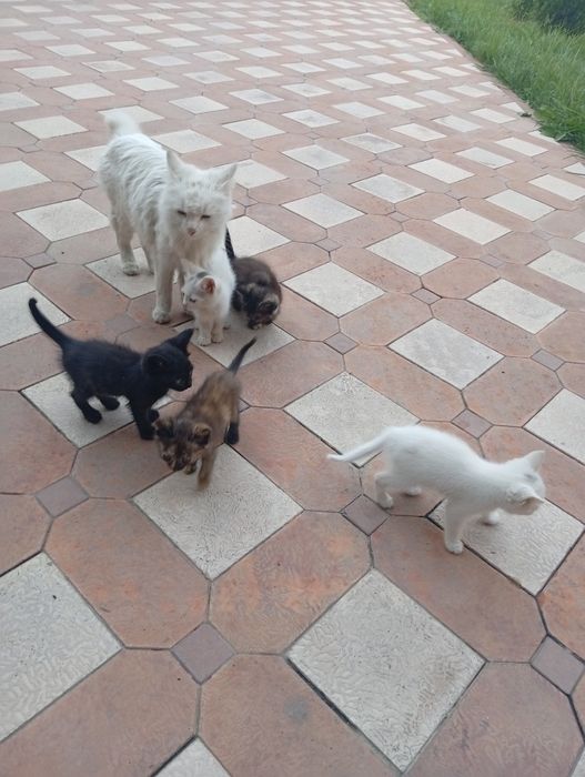 Mushuk bolalari beriladi