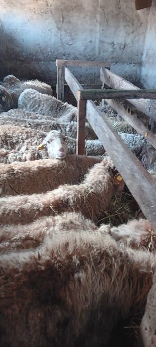 17 de oi mai vechi de vanzare