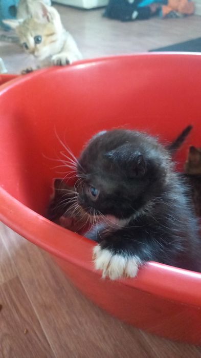 Отдам котят в добрые руки