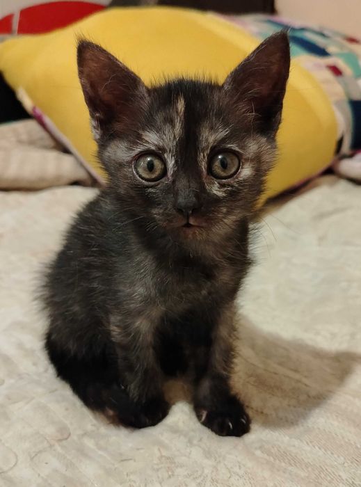 Котёнок Буся (черепаховый окрас)