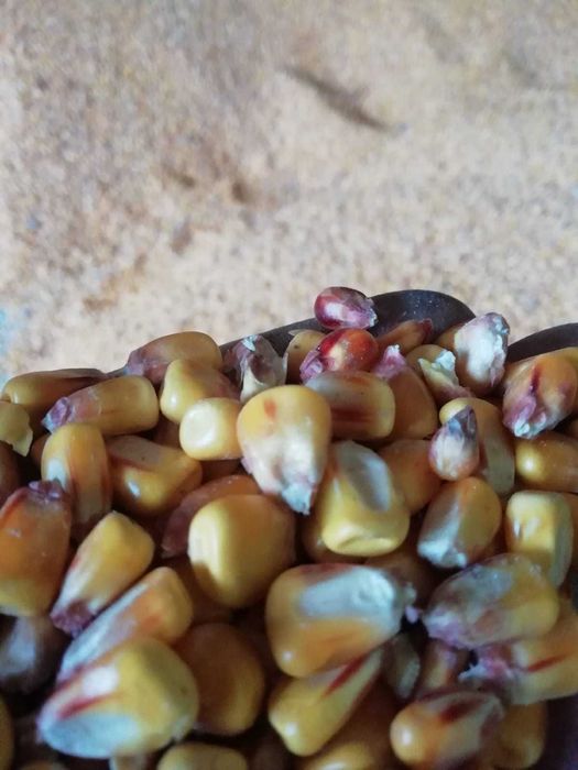 Porumb boabe recolta 2025