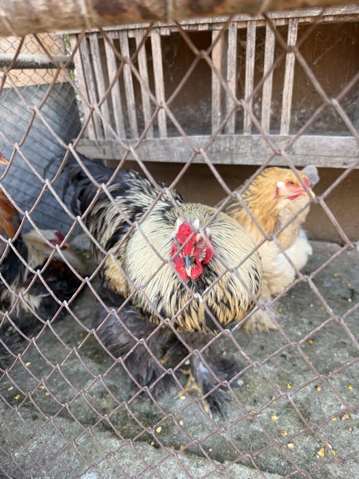 De vanzare Cocosi wyandotte gsg, splash, brahma, plymoth