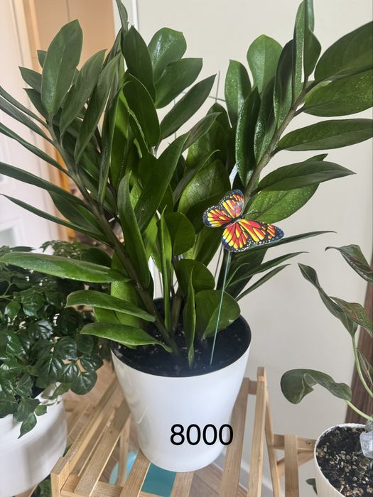 Комнатные цветы ухоженные