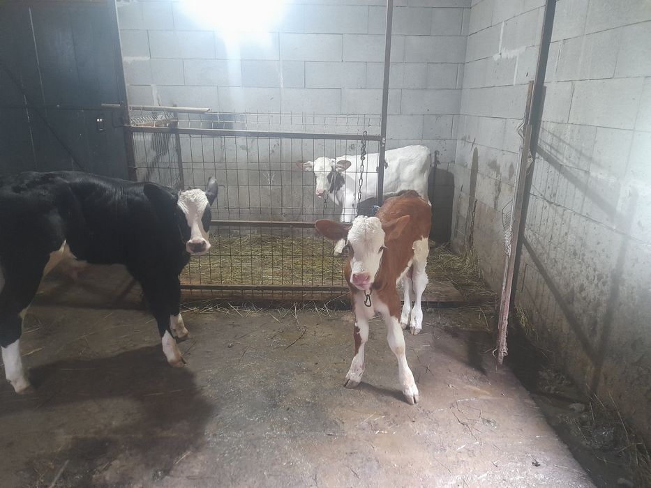 Trei viței de vânzare
