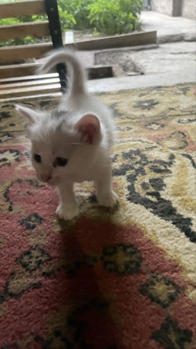 Отдам котят в хорошие руки !!!