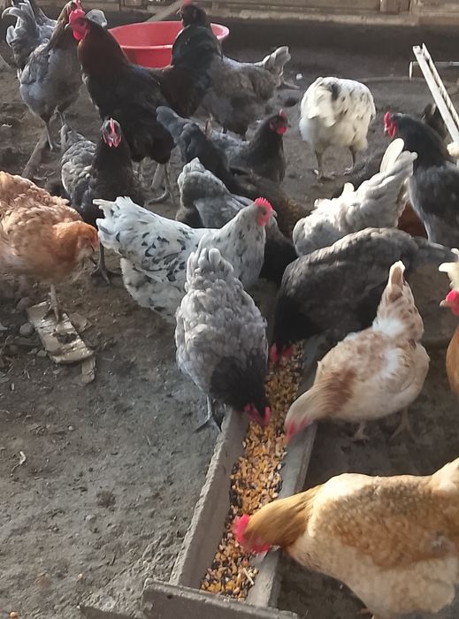 Oua pentru incubator sau cloșcă