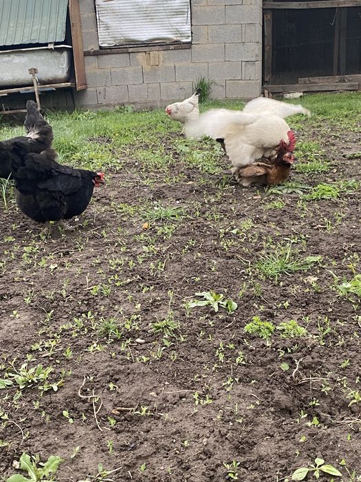 Продам куры хорошие