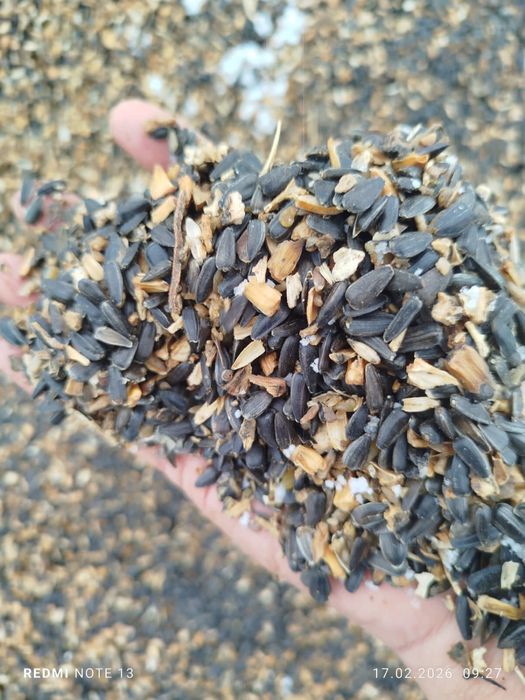 продам семечки зерно отход