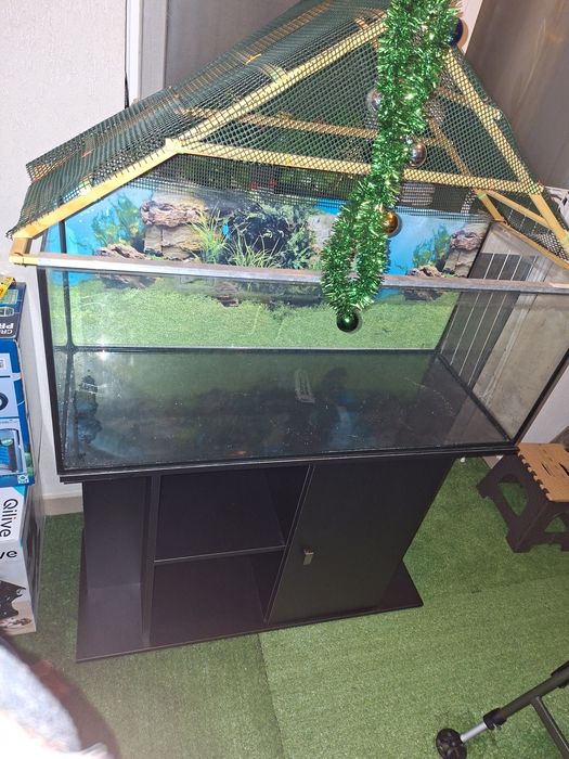 Vand acvariu 160 litri cu suport si bonus 5 ciclide africane