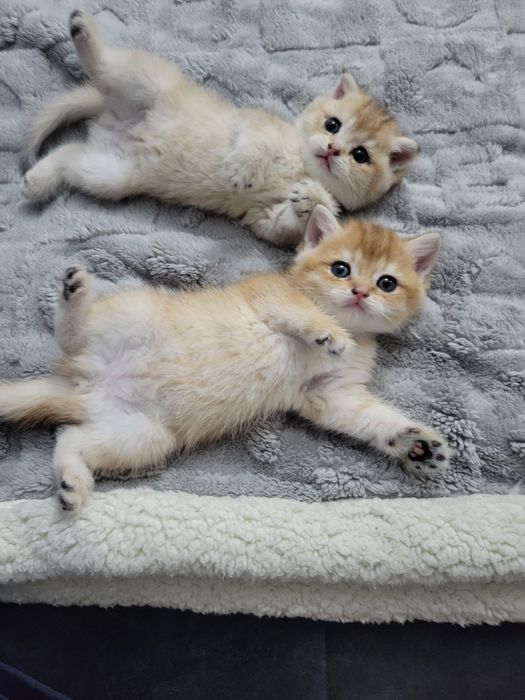 Очаровательные котята породы британская золотая шиншилла