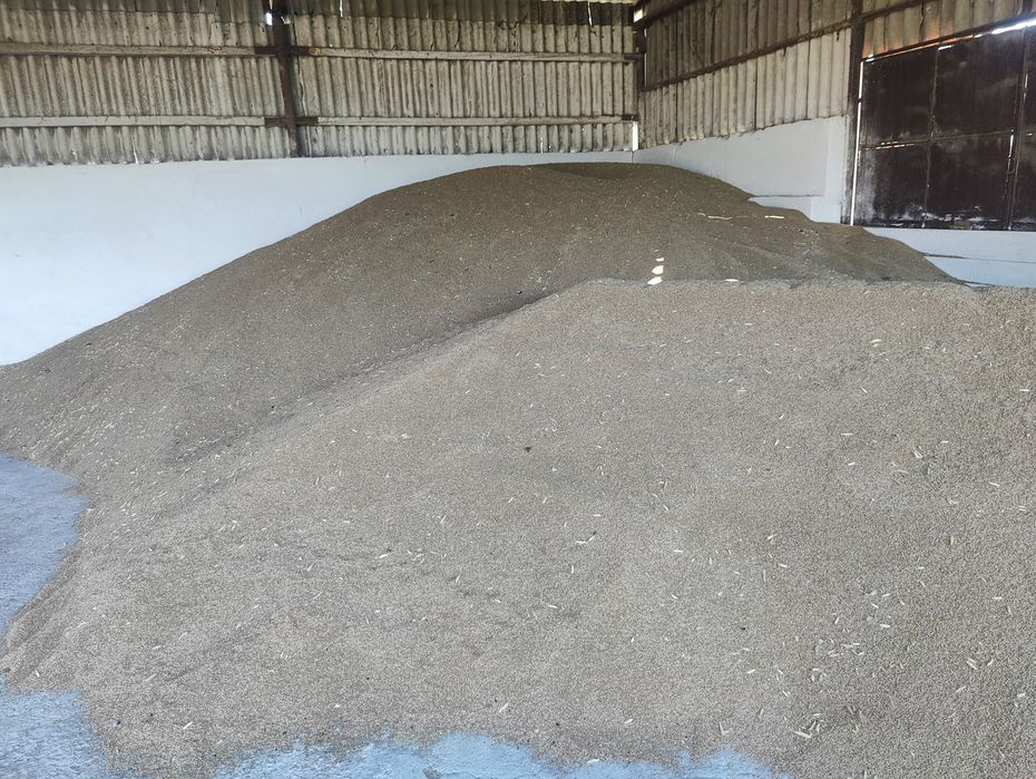 Triticale eco recolta 2025