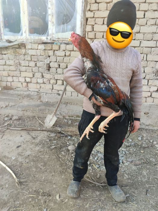 Harhil zotdan bor tuhumi sotiladi zoti