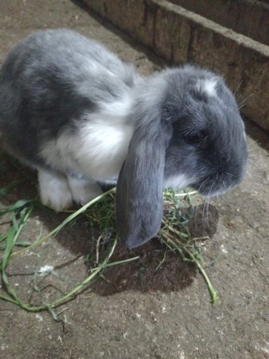 Продаются кролики