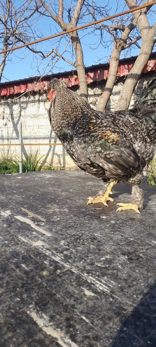 Cocos motat și încalț.