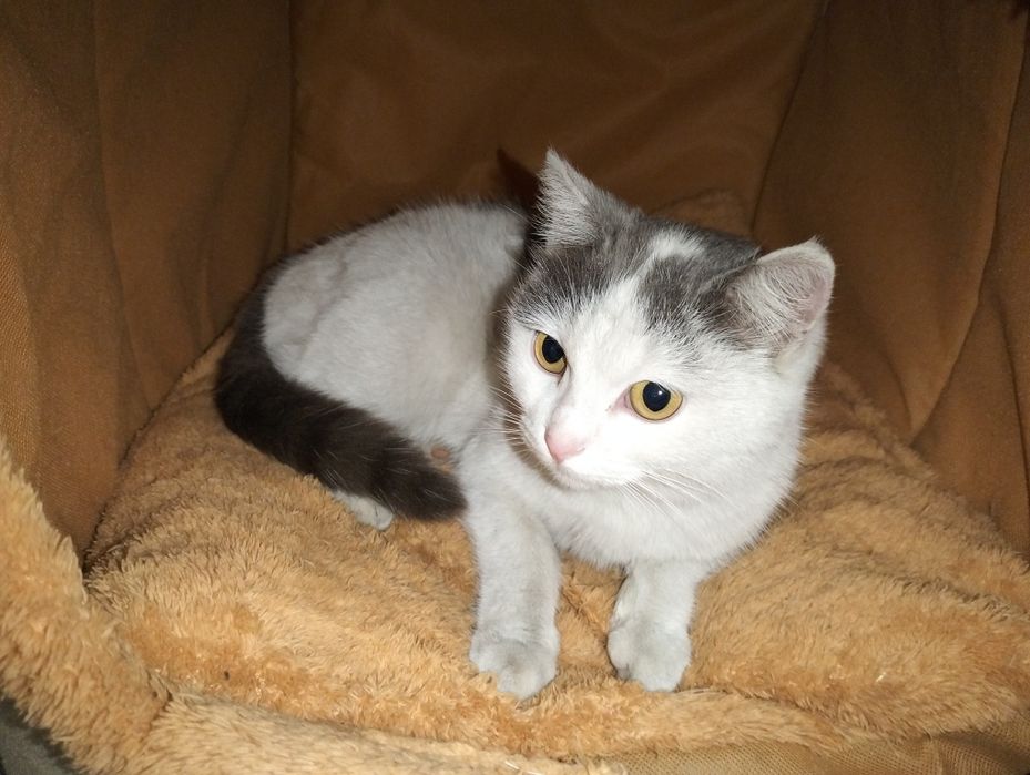 Котёнок ищет дом!