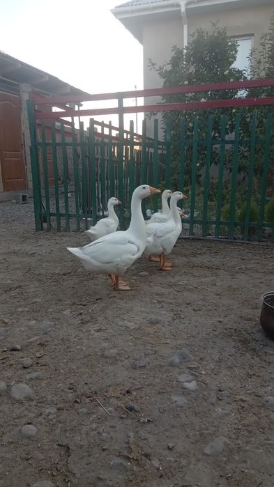 Ақ қазы сатылады
