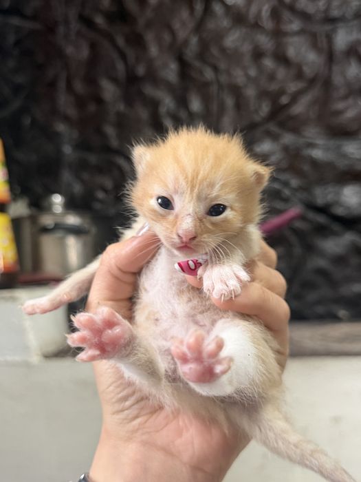 Отдам котят в добрые руки
