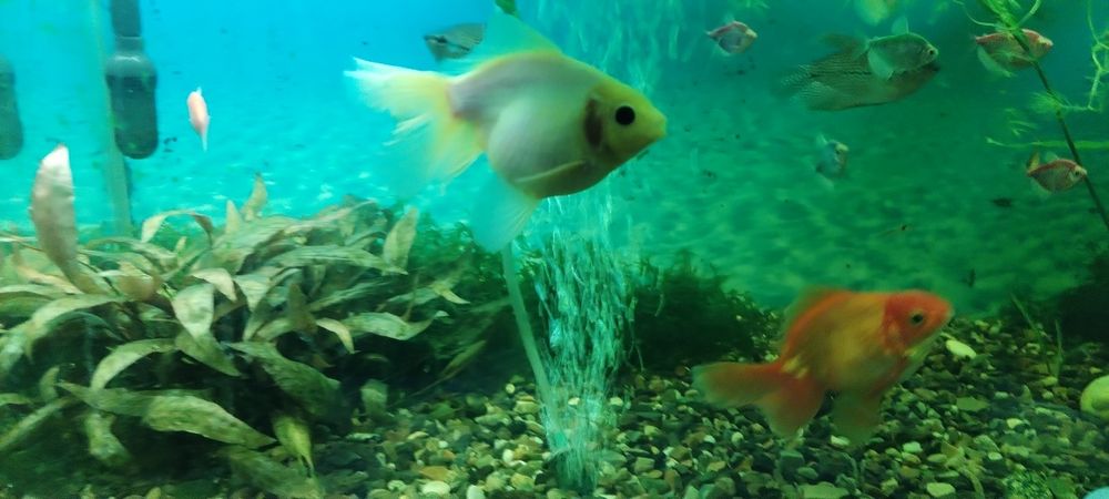 Продам Золотых рыбок