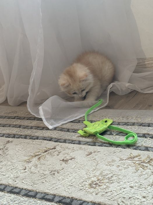 Шиншила Британская