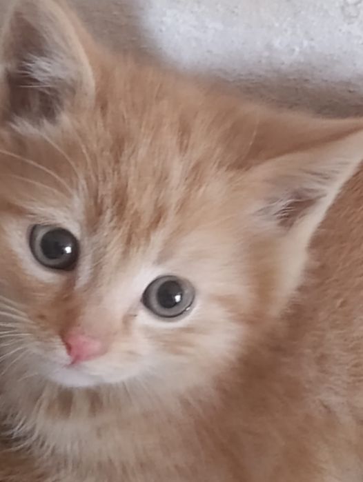 Отдам котят в добрые руки.