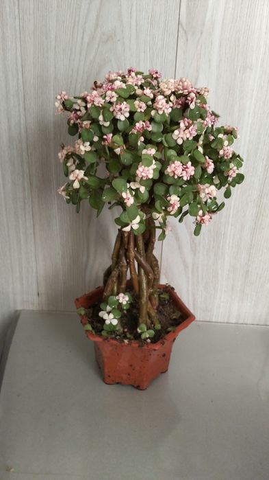 Продам денежное дерево