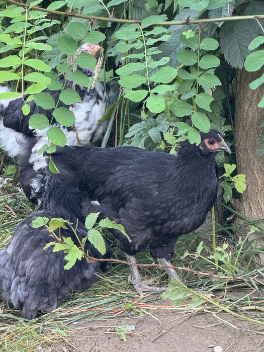 Vand pui Australorp Albastru Negru