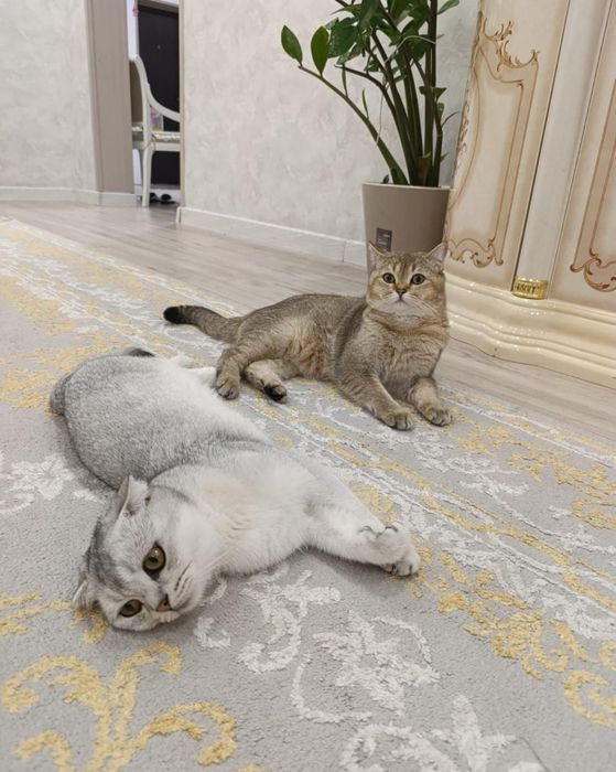 Продается шотландская шиншилла