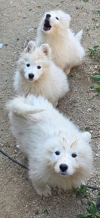 Породисти кученца Самоети