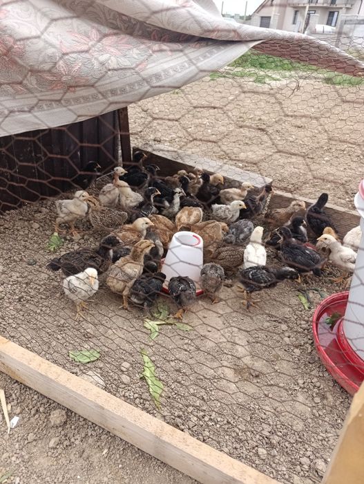 Pui de casa de 3 săptămâni