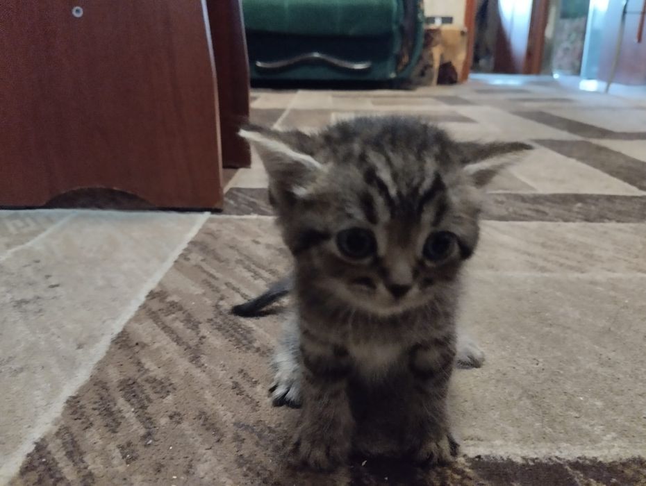 Отдам котят в хорошие руки