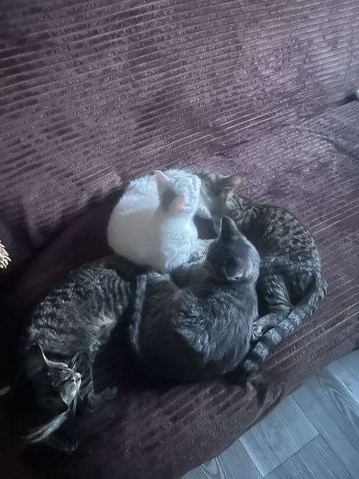 Котята в добросовестные руки бесплатно