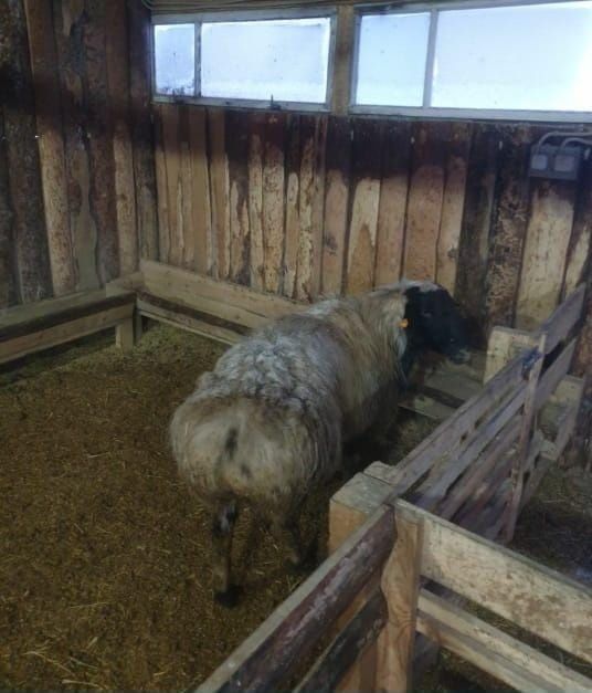 Продам рабочего барана