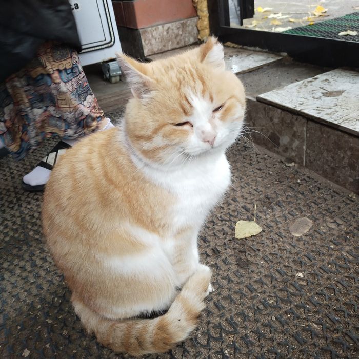 Кот грустный в добрые руки
