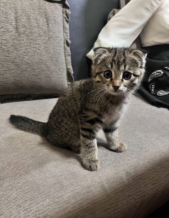 Scottish Fold mushugi zoti toza 1.5 oylik