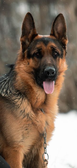 Щенки немецкой овчарки