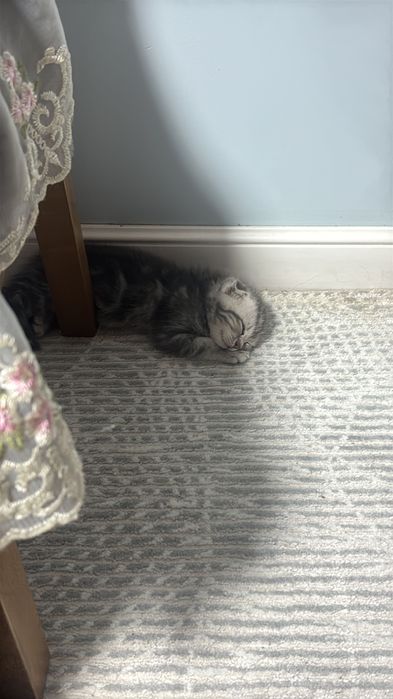 Продам котенка шотландец вислоухий