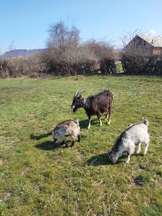 Vând 2 capre una dintre ele are dauă ieduțe și cealaltă este gestantă