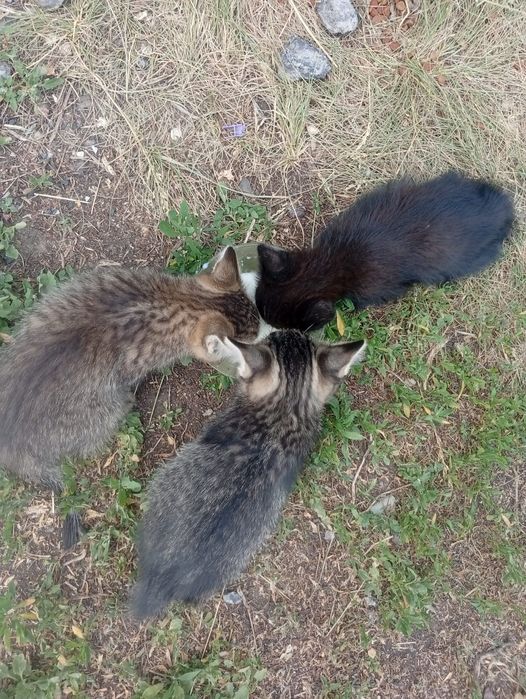 Отдам котят в добрые руки