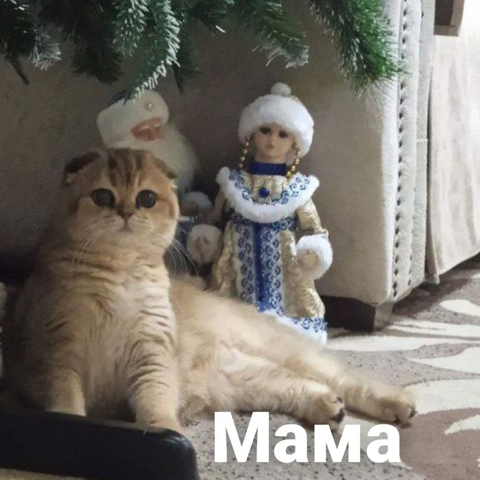 Котёнок золотая шиншилла.