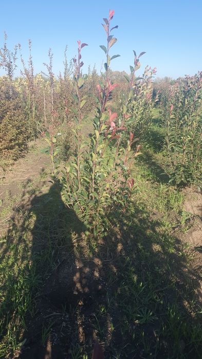 Plante ornamentale amenajări grădini