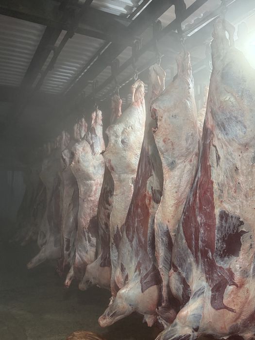 Мясо Говядины только ОПТОМ ТУШАМИ